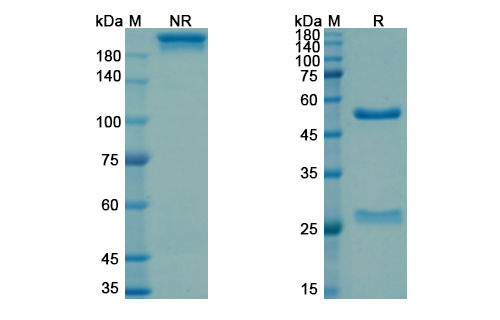 Drozitumab (TNFRSF10B/TRAILR2/CD262) Antibody, Monoclonal