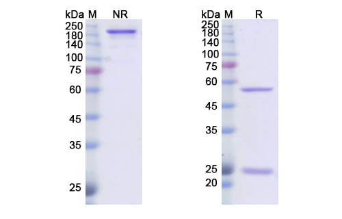 Dusigitumab (IGF1/IGF2) Antibody, Monoclonal