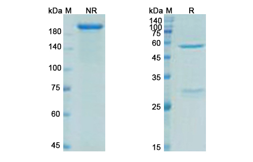 Ecromeximab (ganglioside GD4) Antibody, Monoclonal