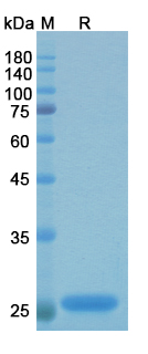 Efungumab (HSP91 homolog) Antibody, Monoclonal