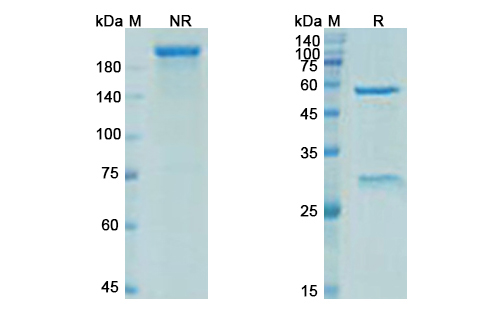 Elipovimab (HIV-1 gp120) Antibody, Monoclonal