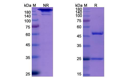 Elotuzumab (SLAMF7/CD319) Antibody, Monoclonal