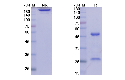 Elsilimomab (IL6) Antibody, Monoclonal