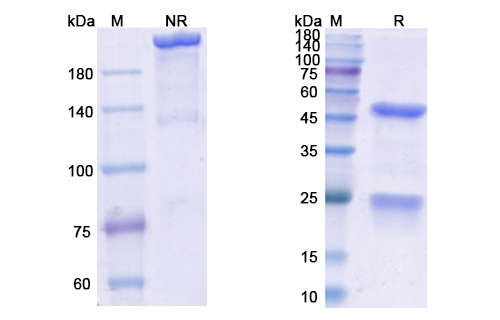 Enavatuzumab (TNFRSF12A/CD266) Antibody, Monoclonal