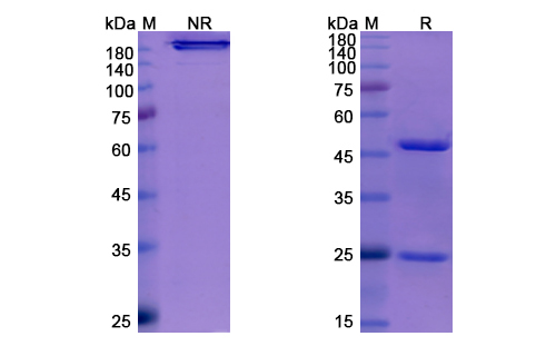 Enfortumab Vedotin (PVRL4) Antibody, Monoclonal