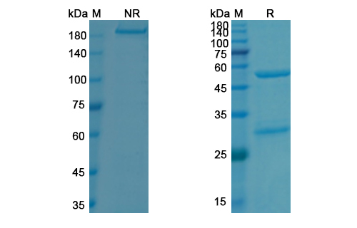Evinacumab (ANGPTL3) Antibody, Monoclonal