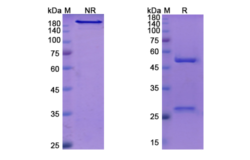 Faralimomab (IFNA1) Antibody, Monoclonal