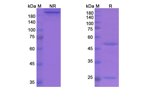 Garadacimab (F12) Antibody, Monoclonal