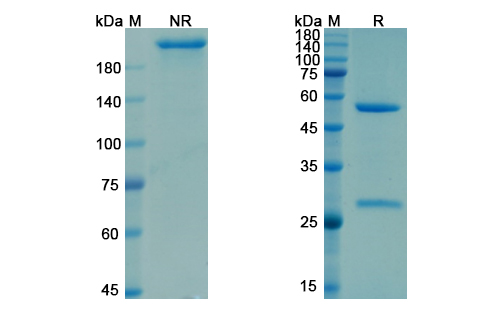 Garetosmab (INHBA) Antibody, Monoclonal