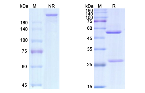 Gemtuzumab (CD33) Antibody, Monoclonal
