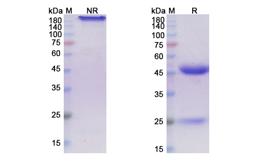 Girentuximab (CA9) Antibody, Monoclonal