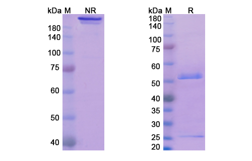 Glembatumumab (GPNMB extracellular domain) Antibody, Monoclonal