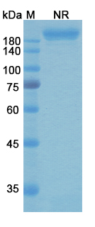 Gremubamab (PcrV) Antibody, Monoclonal