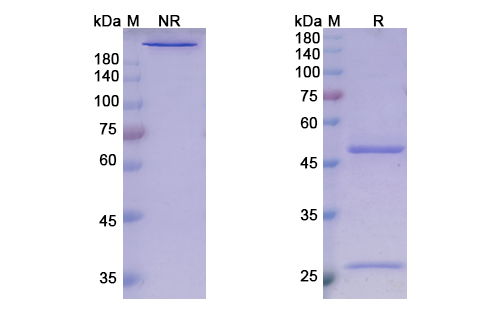 Guselkumab (IL23A) Antibody, Monoclonal