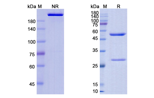 Huj591-Gsmab (FOLH1/PSMA) Antibody, Monoclonal