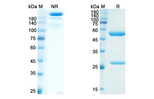 IMC-1C11 (VEGFA) Antibody, Monoclonal