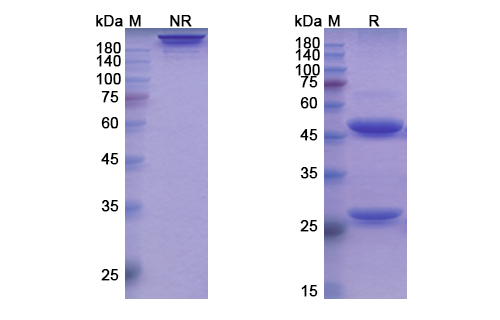 Ianalumab (TNFRSF13C/CD268) Antibody, Monoclonal