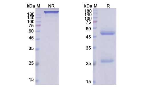 Ibalizumab (CD4 D3 domain) Antibody, Monoclonal