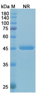 Idarucizumab (dabigatran etexilate mesylate) Antibody, Monoclonal
