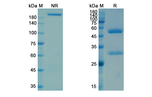Ifabotuzumab (EPHA3/REK4) Antibody, Monoclonal