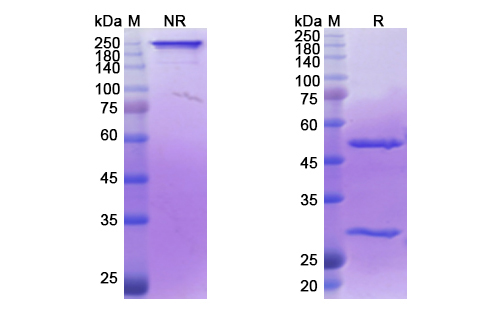 Iladatuzumab (CD79B) Antibody, Monoclonal