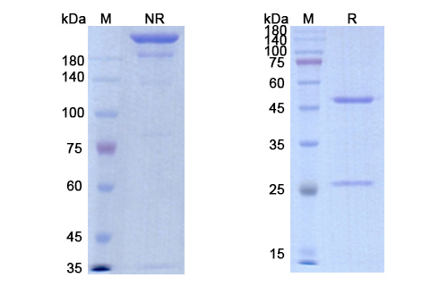 Imalumab (MIF) Antibody, Monoclonal