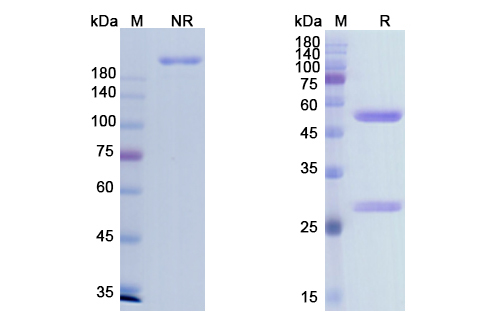 Imgatuzumab (EGFR ) Antibody, Monoclonal