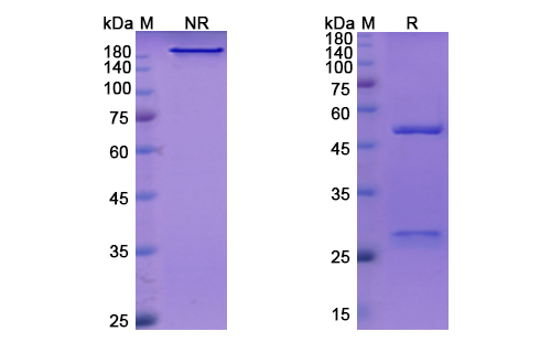 Inclacumab (SELP) Antibody, Monoclonal