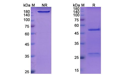 Indatuximab Ravtansine (SDC1/CD138) Antibody, Monoclonal