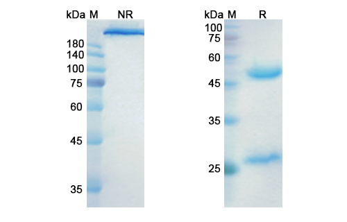 Indusatumab (GUCY2C) Antibody, Monoclonal