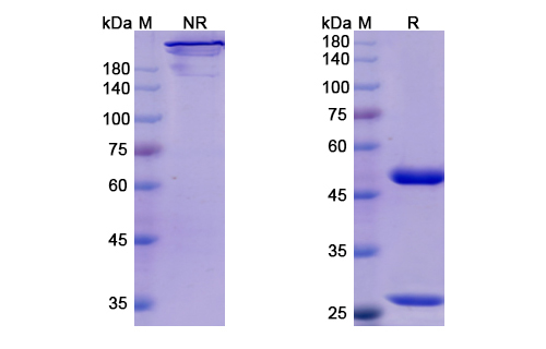 Inolimomab (IL2RA) Antibody, Monoclonal