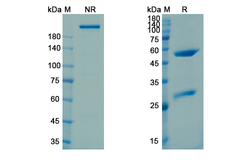 Intetumumab (ITGAV_ITGB3) Antibody, Monoclonal