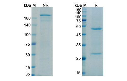 Iodine (131I) Apamistamab (PTPRC/CD45) Antibody, Monoclonal