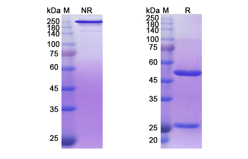 Iodine (131I) Derlotuximab Biotin (DNA/histone(H1) complex) Antibody, Monoclonal