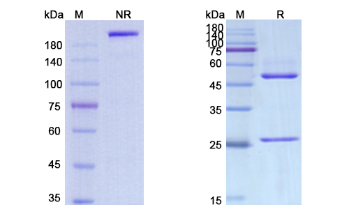 Iratumumab (TNFRSF8/CD30) Antibody, Monoclonal
