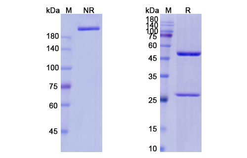 Ivuxolimab (TNFRSF4/CD134) Antibody, Monoclonal