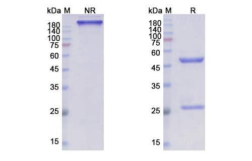 Lacnotuzumab (CSF1/MCSF) Antibody, Monoclonal