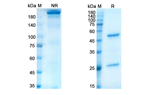 Lacutamab (KIR3DL2) Antibody, Monoclonal