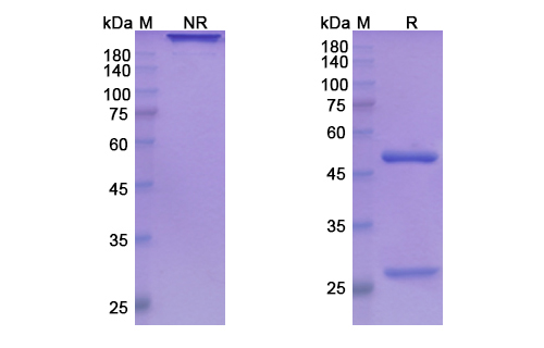 Ladiratuzumab (SLC39A6) Antibody, Monoclonal