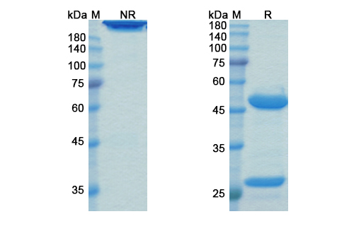 Landogrozumab (MSTN/GDF8) Antibody, Monoclonal