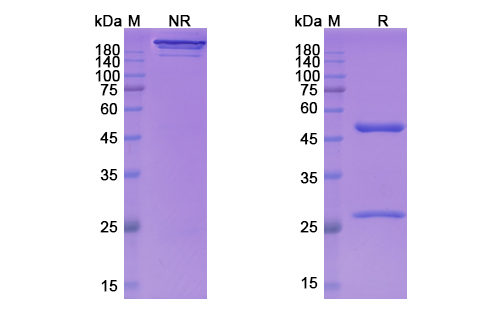 Larcaviximab (Zaire Ebola virus) Antibody, Monoclonal