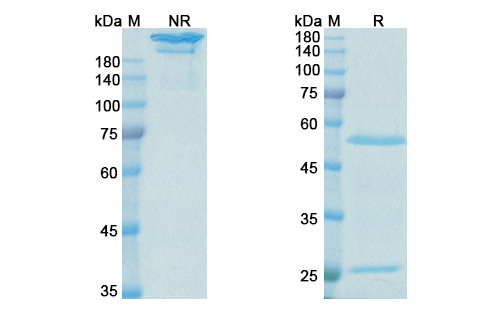 Lebrikizumab (IL13) Antibody, Monoclonal