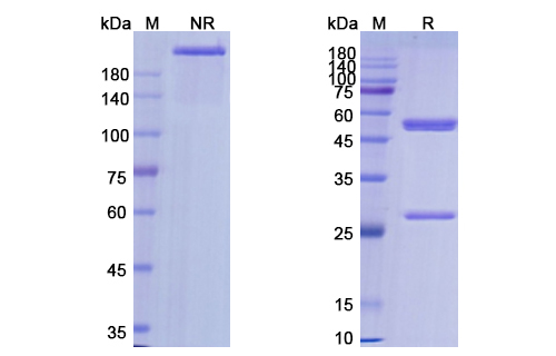 Lemalesomab (NCA-90 ) Antibody, Monoclonal