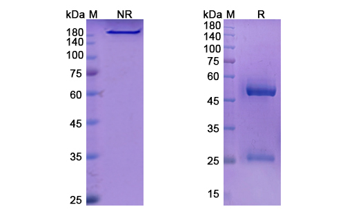 Lenvervimab (HBV) Antibody, Monoclonal