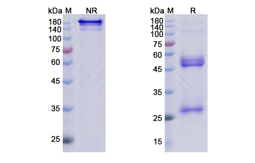 Lenzilumab (CSF2) Antibody, Monoclonal
