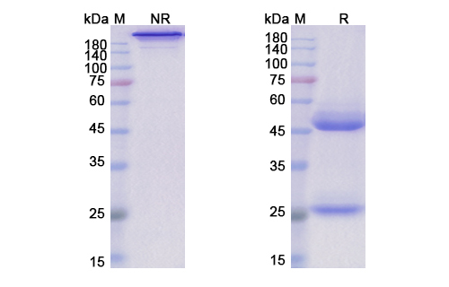 Lerdelimumab (TGFB2) Antibody, Monoclonal