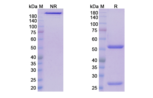 Leronlimab (CCR5/CD195) Antibody, Monoclonal