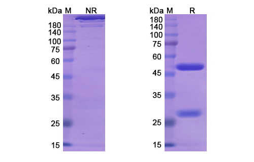 Lesofavumab (Influenza B virus hemagglutinin) Antibody, Monoclonal