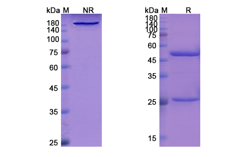 Libivirumab (HBV/HBsAg) Antibody, Monoclonal