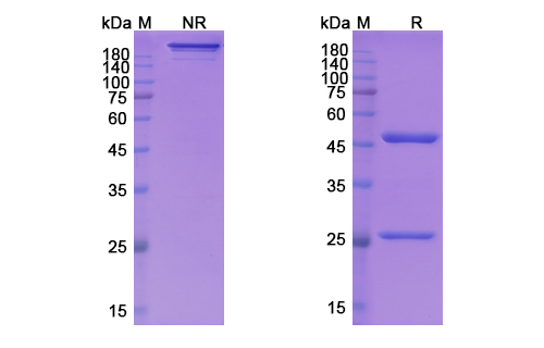 Lifastuzumab Vedotin (SLC34A2) Antibody, Monoclonal